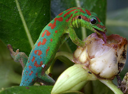 mauritius gecko